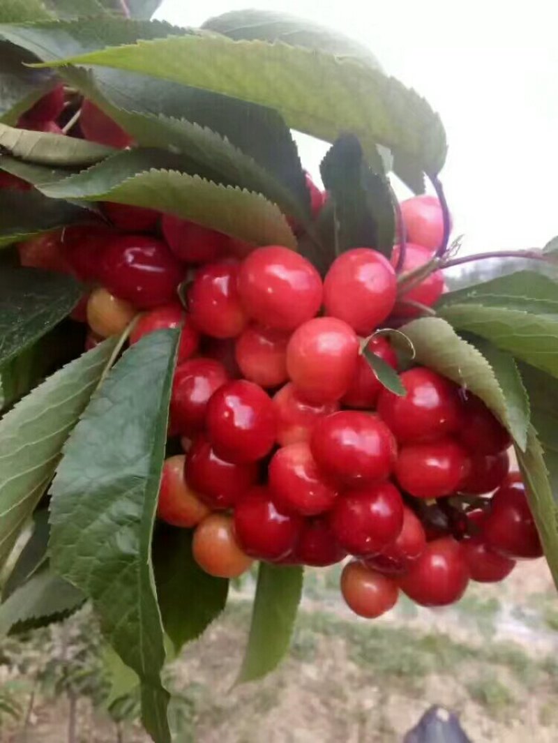 樱桃