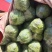 圆包菜，甘蓝绿甘蓝大量上市货源充足诚信经营