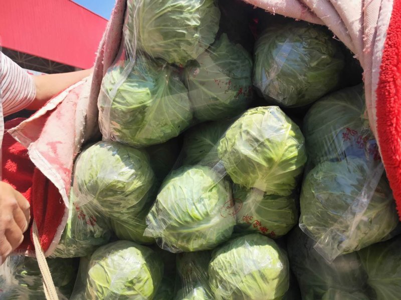 圆包菜，甘蓝绿甘蓝大量上市货源充足诚信经营