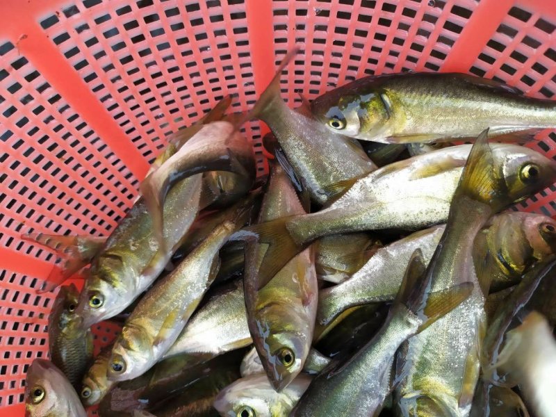花鲢鱼苗，鳙鱼苗，大头鱼苗，胖头鱼苗
