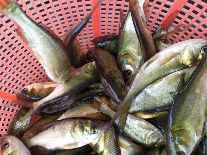 花鲢鱼苗，鳙鱼苗，大头鱼苗，胖头鱼苗