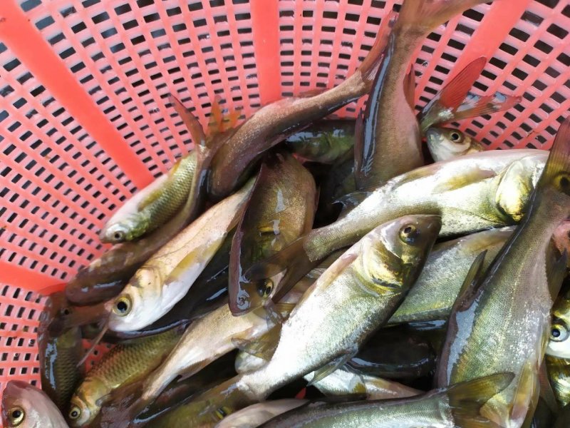 花鲢鱼苗，鳙鱼苗，大头鱼苗，胖头鱼苗