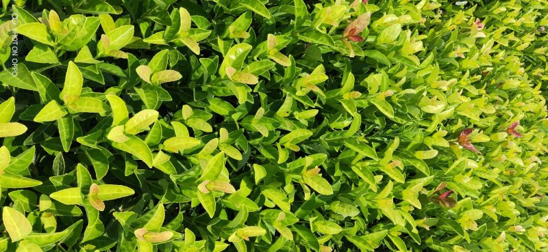云南欧洲荚迷出售欧洲荚蒾