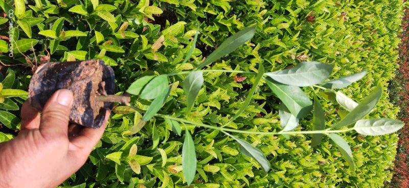 云南欧洲荚迷出售欧洲荚蒾