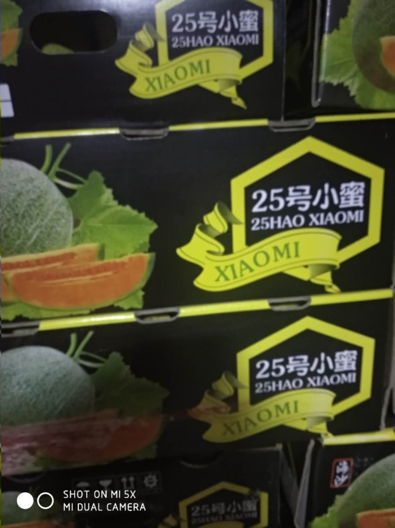 哈密瓜。山东省青州人付增久欢迎你