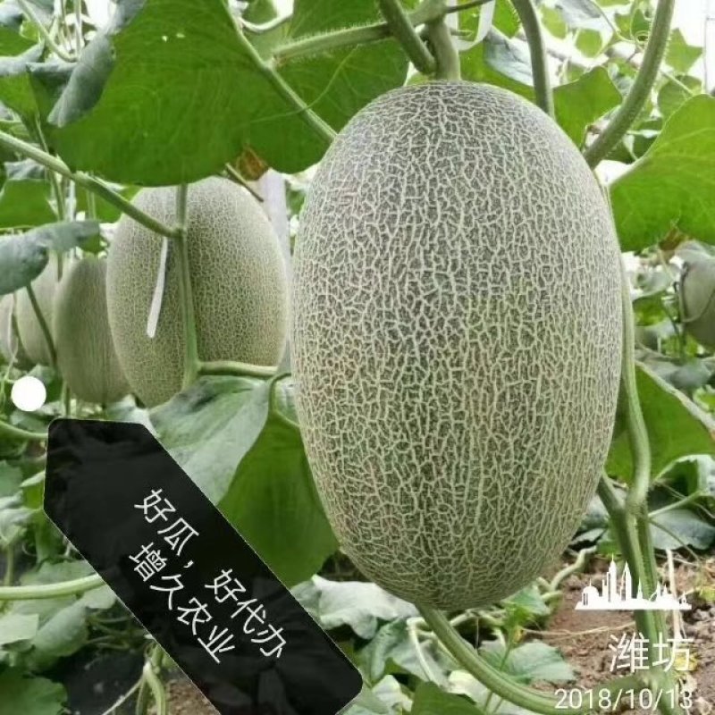哈密瓜。山东省青州人付增久欢迎你