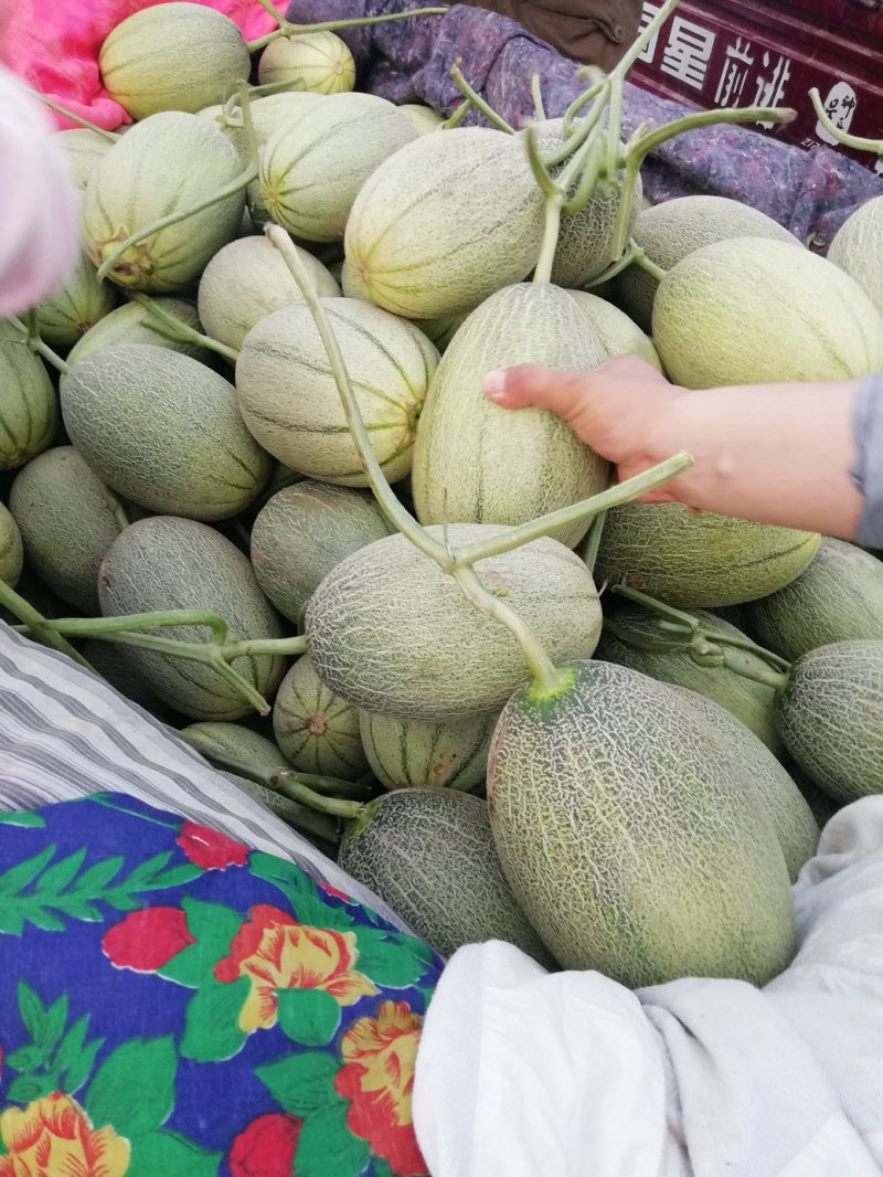 哈密瓜。山东省青州人付增久欢迎你