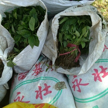 鸡泽辣椒苗每棵5分