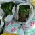 鸡泽辣椒苗每棵5分