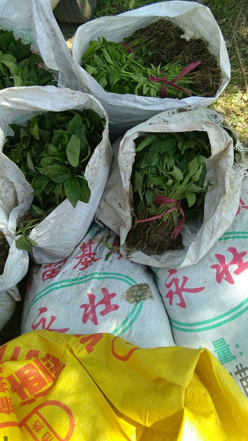 鸡泽辣椒苗每棵5分