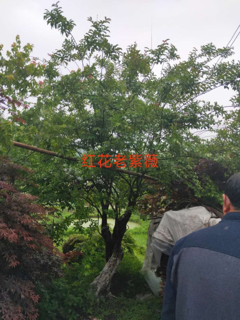 红花老紫薇