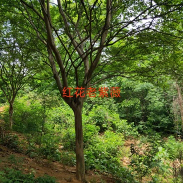 红花老紫薇