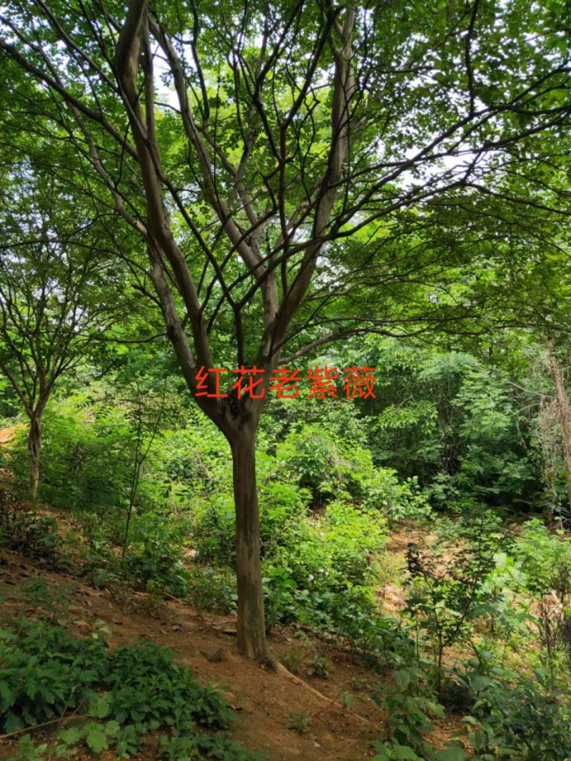 红花老紫薇