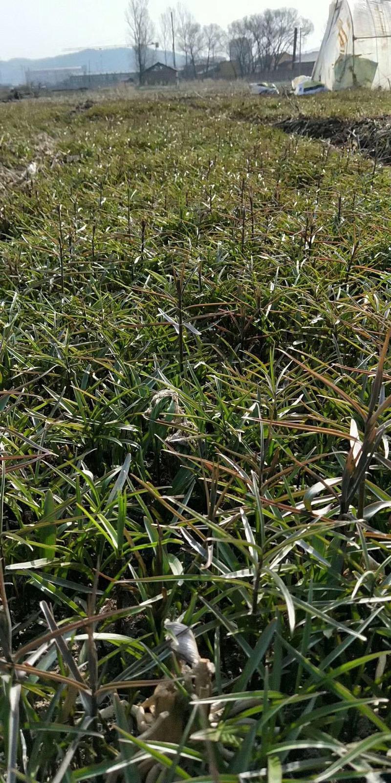 贝母种子，东北川贝种子成活率高产量翻一倍