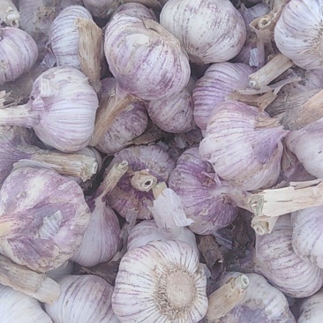 新鲜大蒜