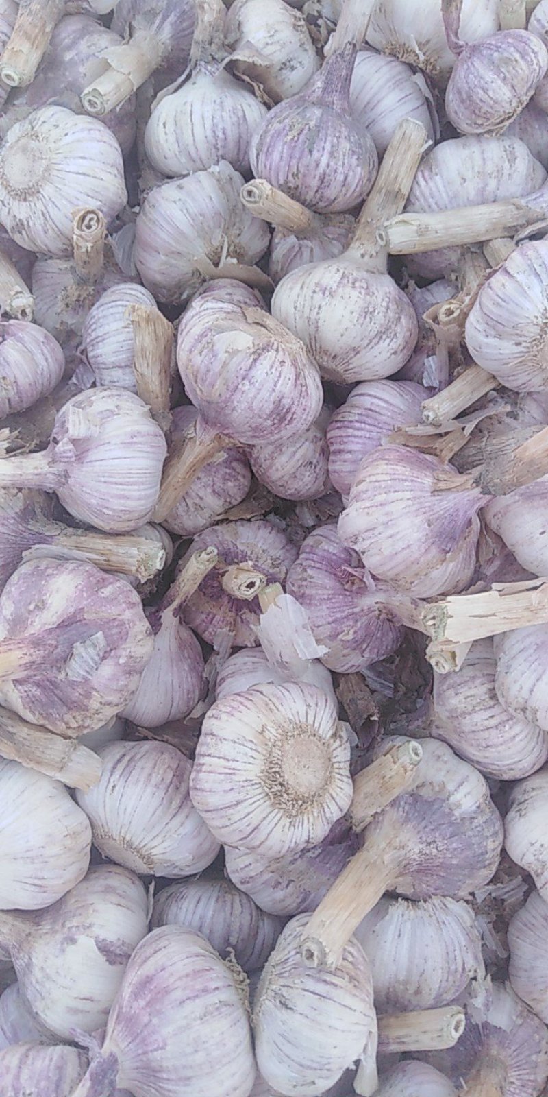 新鲜大蒜