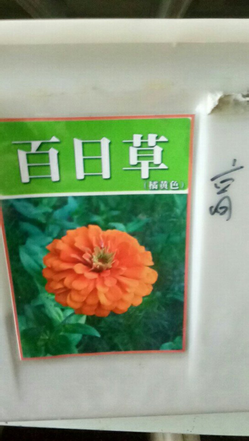 百日菊