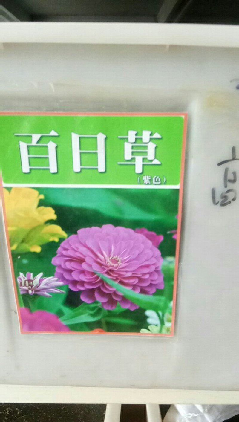 百日菊