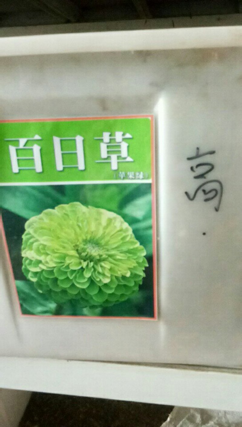 百日菊