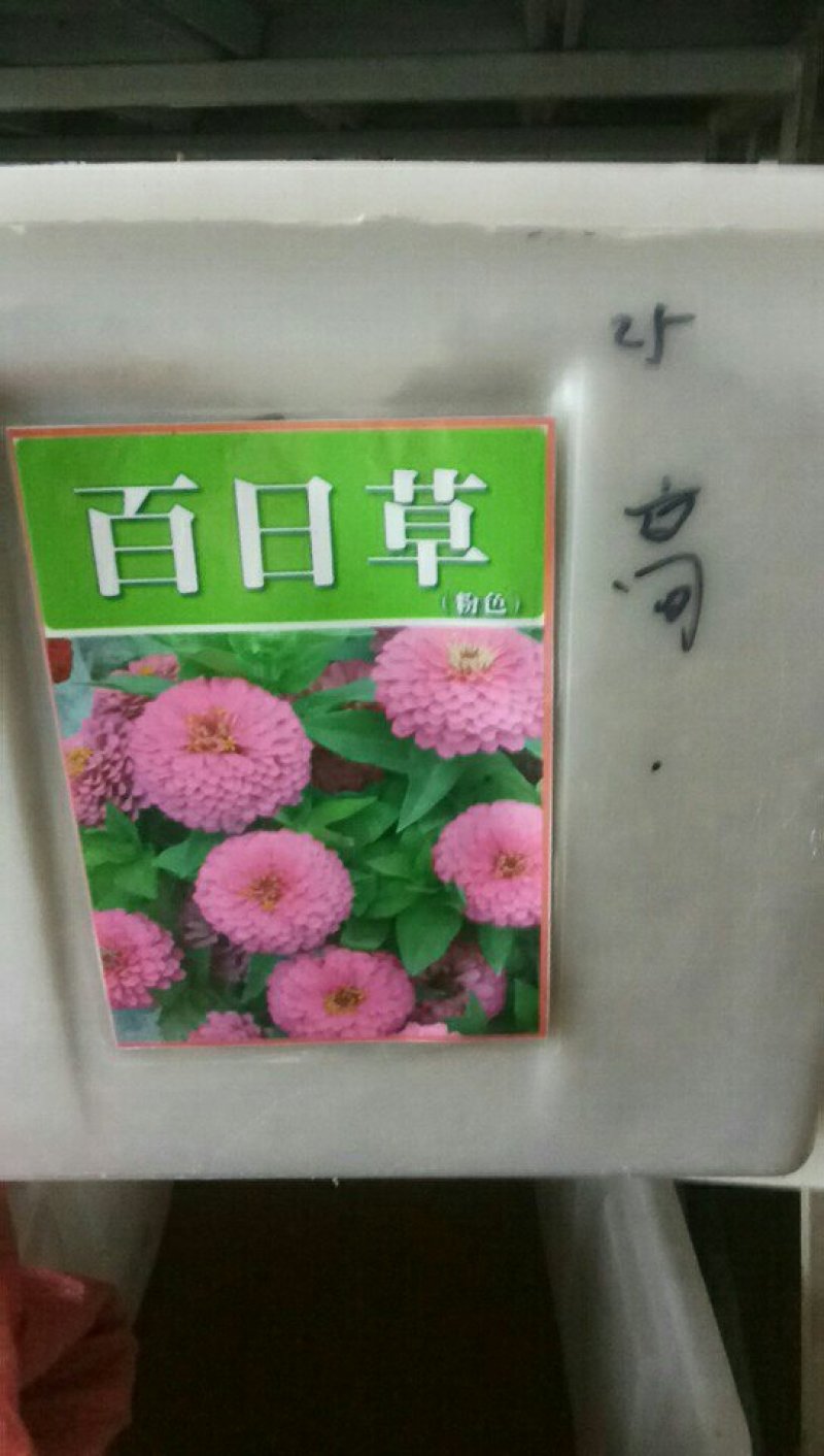 百日菊