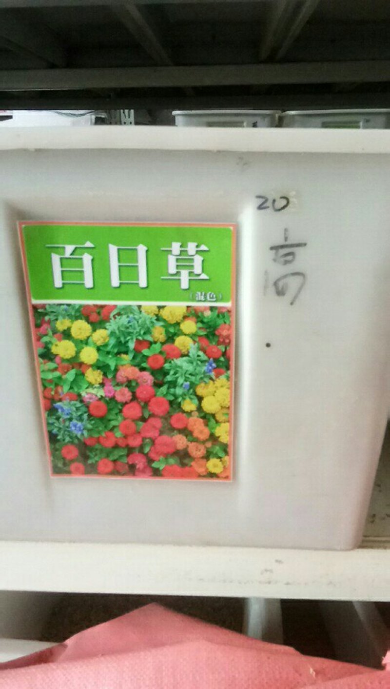 百日菊