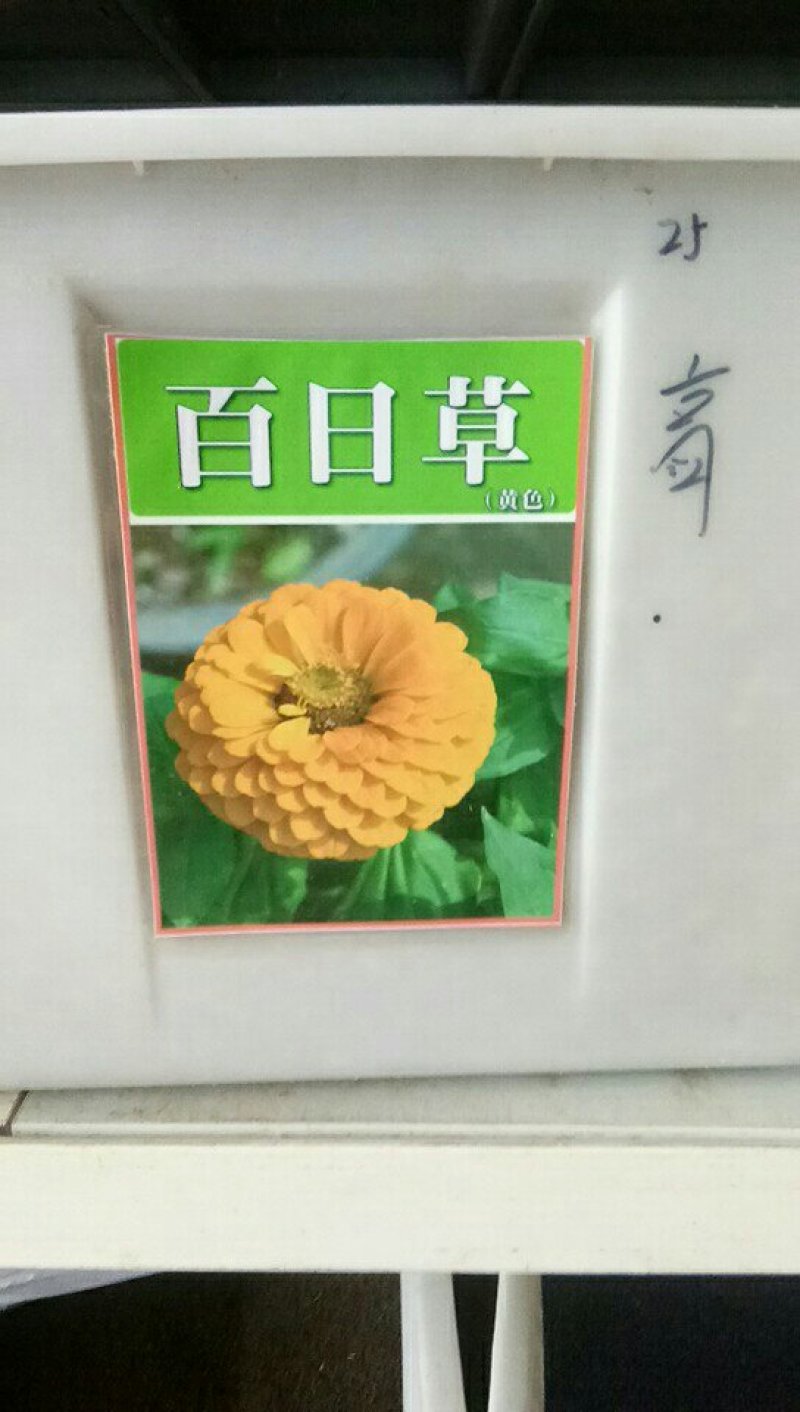 百日菊