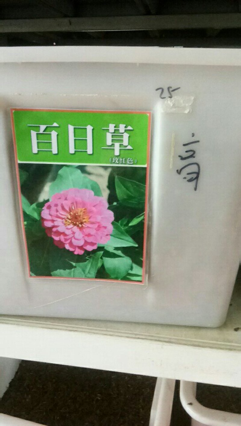 百日菊