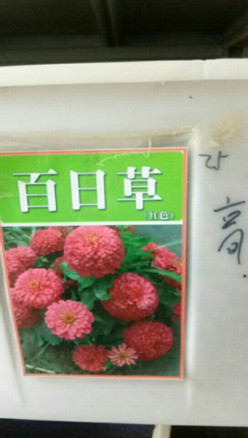 百日菊