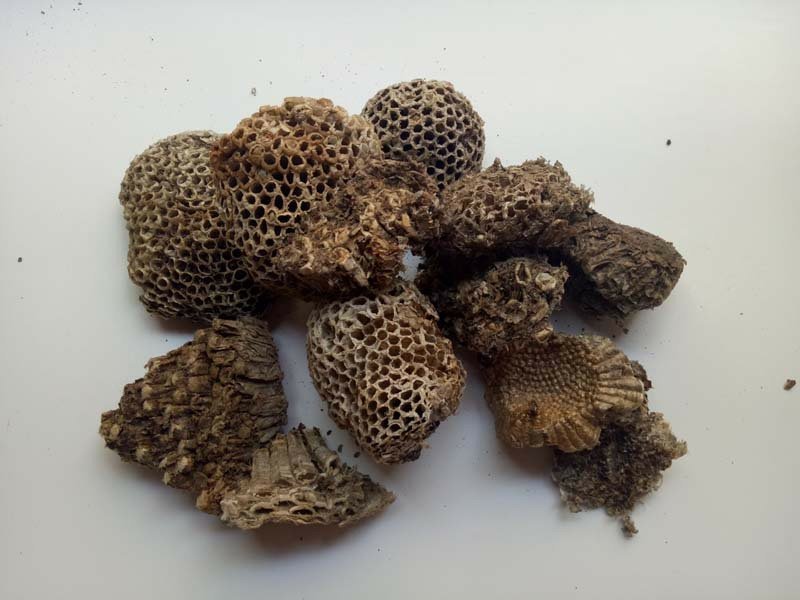 蜂房马蜂窝供应上千种中药材