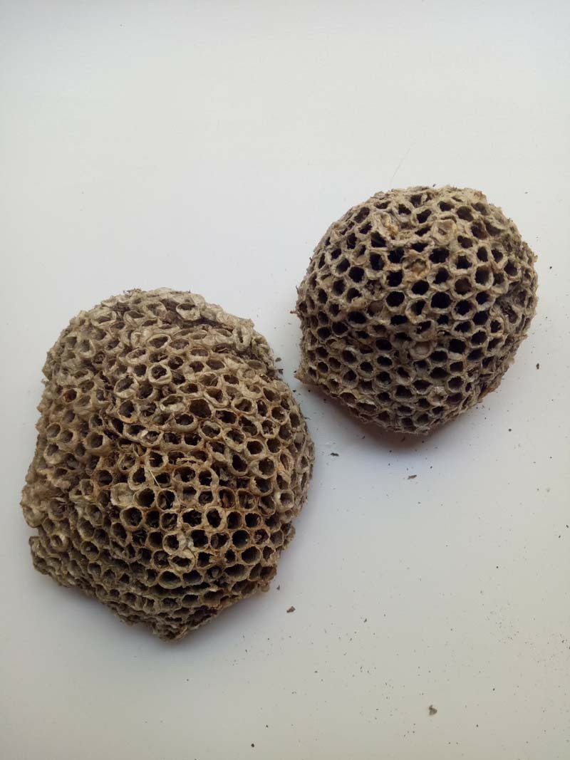 蜂房马蜂窝供应上千种中药材