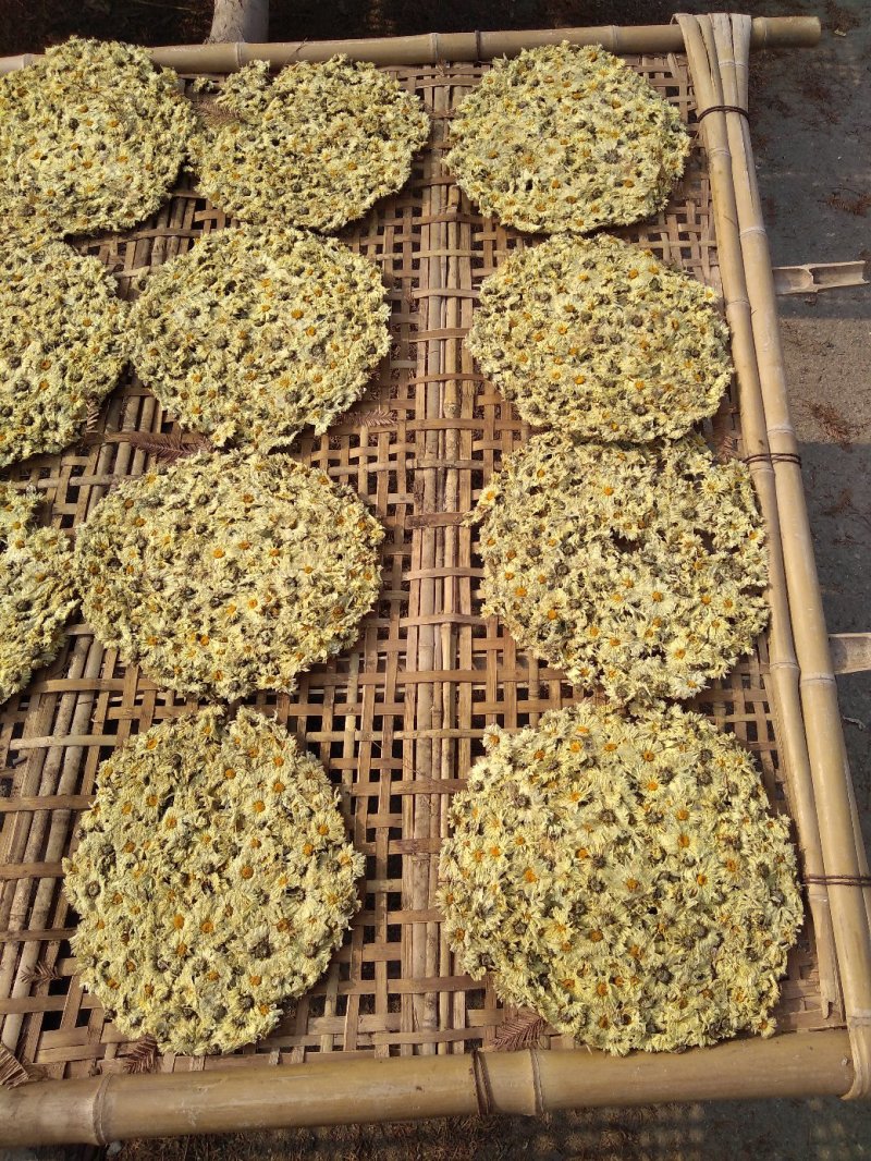 【饼菊】福白菊麻城福田河镇出产地药用菊花饼菊