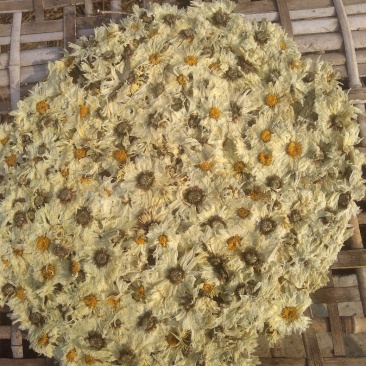 【饼菊】福白菊麻城福田河镇出产地药用菊花饼菊