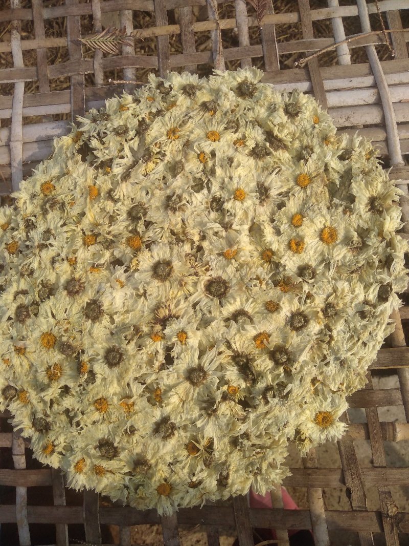 【饼菊】福白菊麻城福田河镇出产地药用菊花饼菊