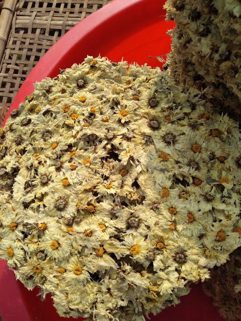 【饼菊】福白菊麻城福田河镇出产地药用菊花饼菊
