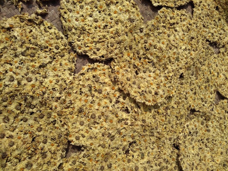 【饼菊】福白菊麻城福田河镇出产地药用菊花饼菊