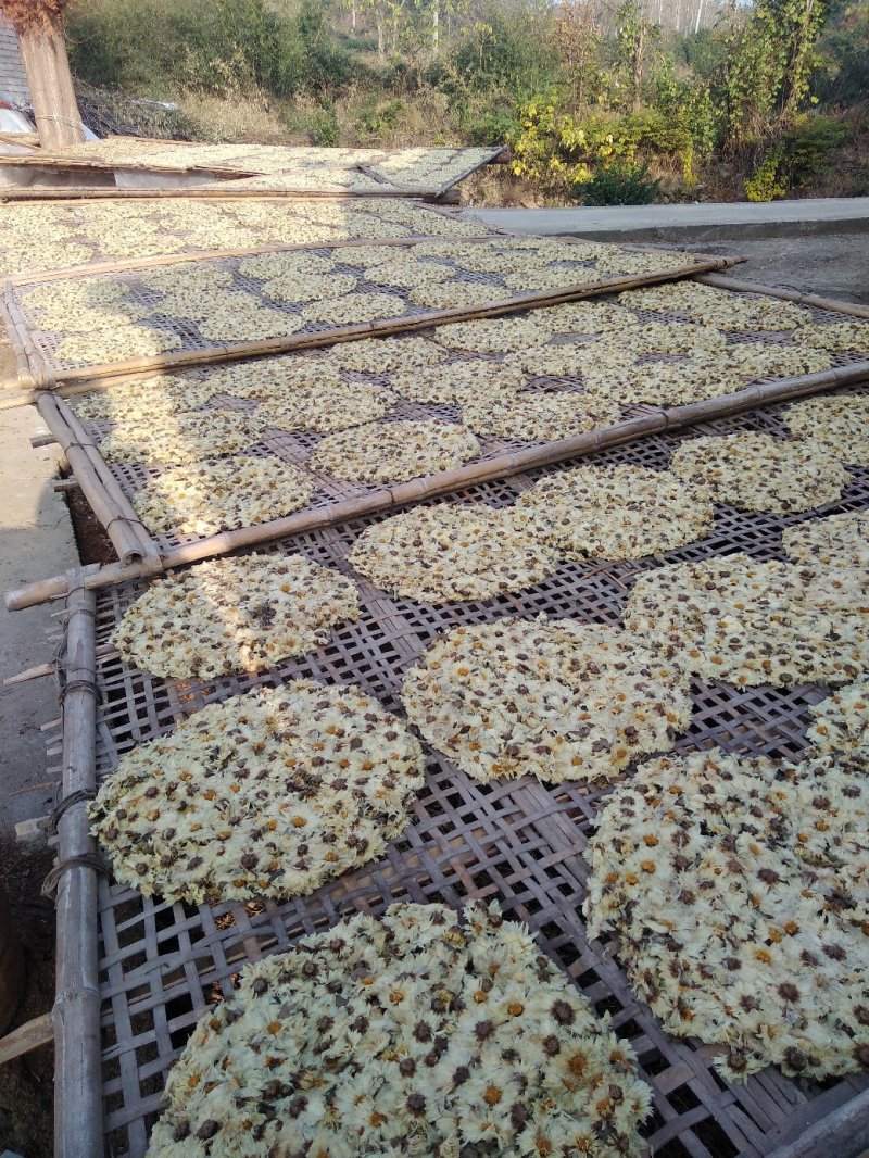 【饼菊】福白菊麻城福田河镇出产地药用菊花饼菊