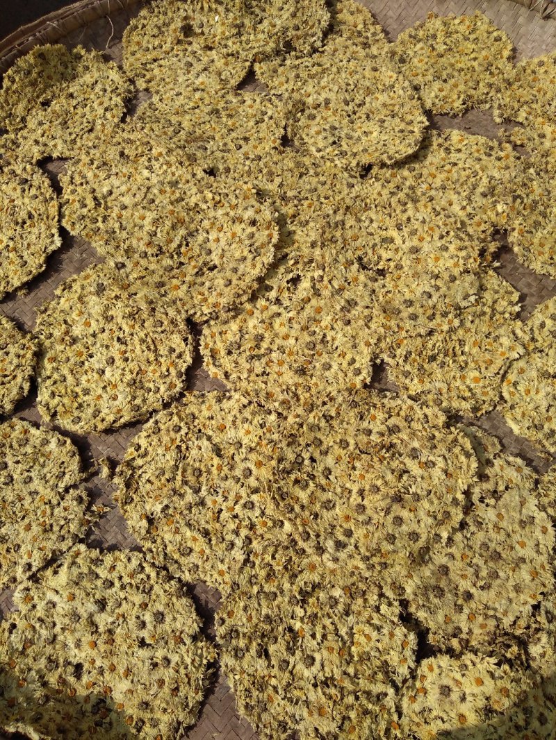 【饼菊】福白菊麻城福田河镇出产地药用菊花饼菊