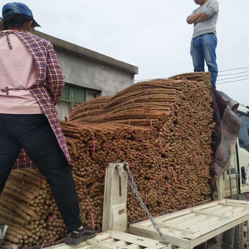 沙土垆土红皮铁棍山药河南焦作原产地发货正宗铁杆怀山药