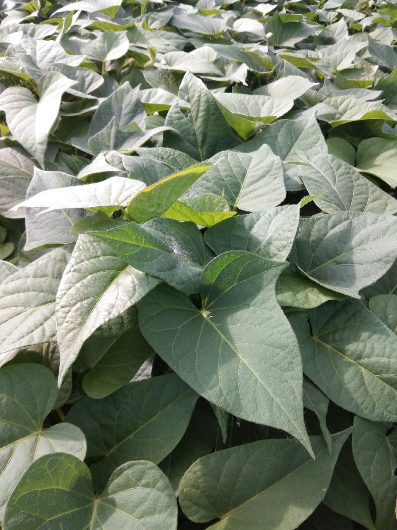 紫罗兰紫薯苗:0.08元/棵，高剪苗，25一35厘米。