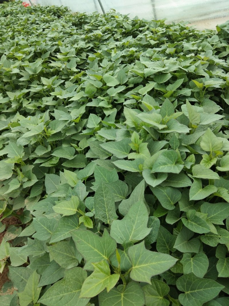 紫罗兰紫薯苗:0.08元/棵，高剪苗，25一35厘米。