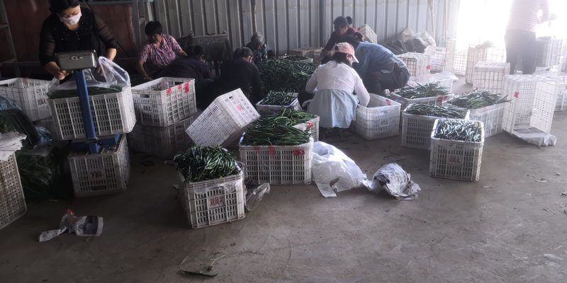 会龙辣椒青辣椒线椒大量上市