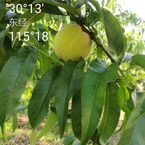 特早露天黄肉毛桃