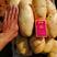 全国发货山东省荷兰十五土豆出售中（精品货源）货源充足