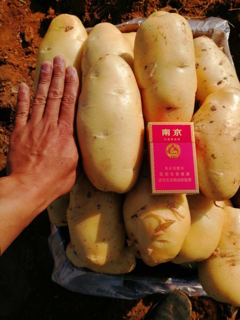 （精）全国发货山东荷兰十五土豆出售中（精品货源）货源充足