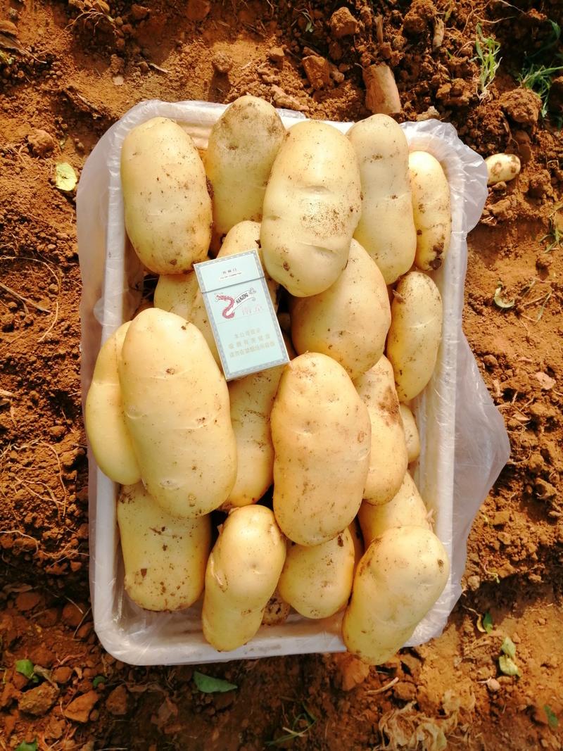 全国发货山东省荷兰十五土豆出售中（精品货源）货源充足
