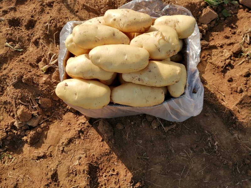 （精）全国发货山东荷兰十五土豆出售中（精品货源）货源充足