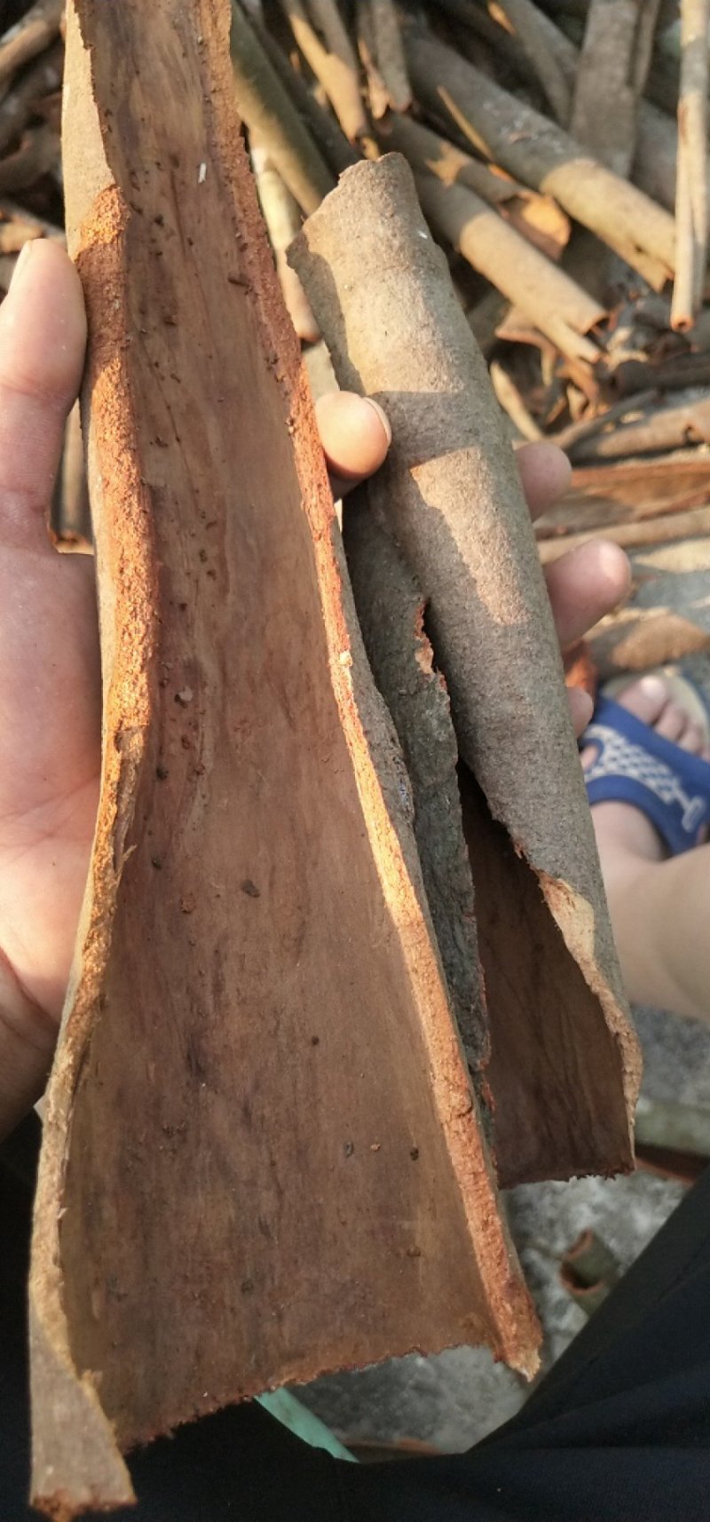 缅甸桂皮，通货