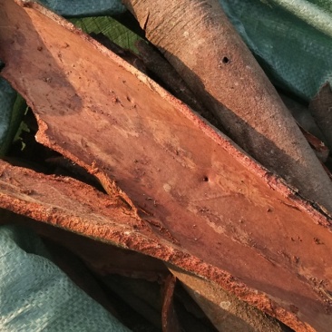 缅甸桂皮，通货