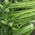 法国皇后芹菜高度70厘米左右，质量好，色泽好，量很大