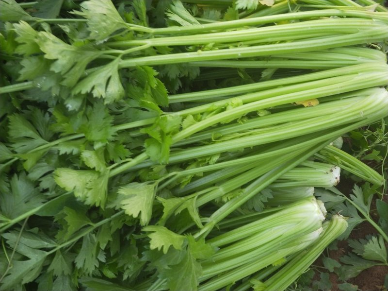 法国皇后芹菜高度70厘米左右，质量好，色泽好，量很大